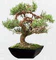 بونسای سرو نقره ای